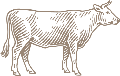 Cattle 5