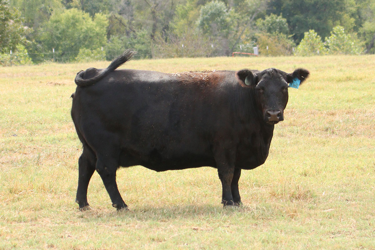 JCR Princess Abby 830F